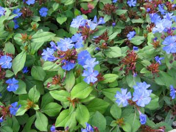 ceratostigma-plumbaginoides.jpg