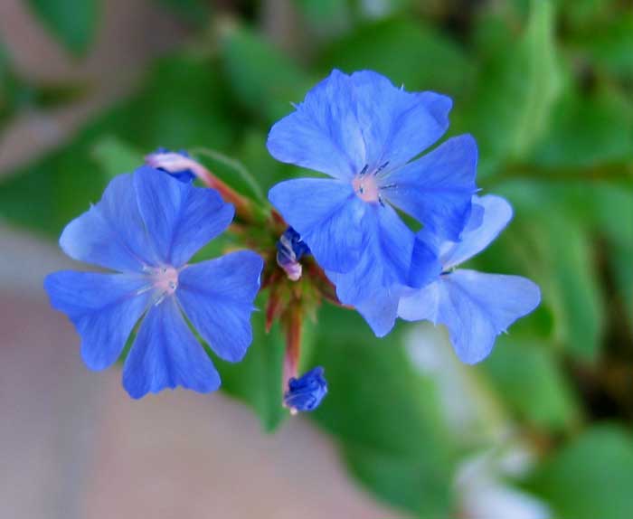 ceratostigmaplumbaginoides.jpg