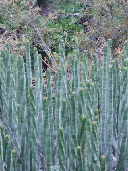 CercadeN94-95LosArbolitosAbicor3112.jpg