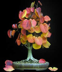 cercidiphyllum-japonicum-bo.jpg