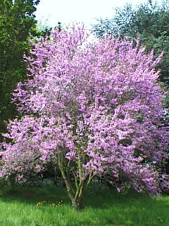 cercis-1.jpe