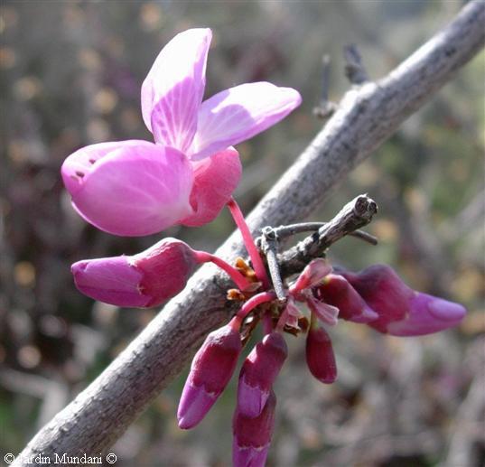cercis.jpg