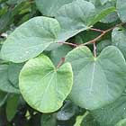 cercis-siliquastrum-hojas.jpg