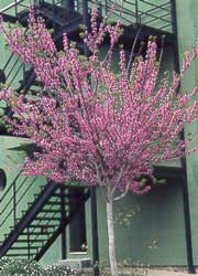 cercis-siliquastrum.jpg