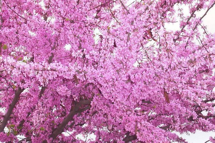 Cercis-siliquastrum.jpg