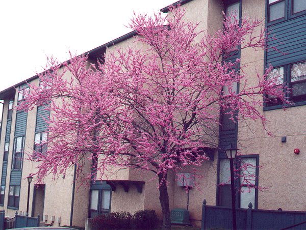 Cercis_canadensis_plant.jpg