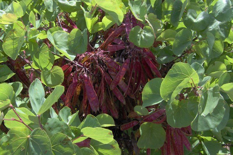 cercis_siliquastrum_14.jpg