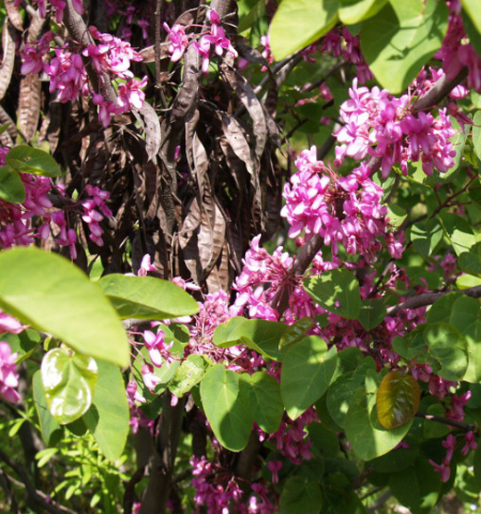 cercis_siliquastrum_en_flor_y_con_fruto.jpg