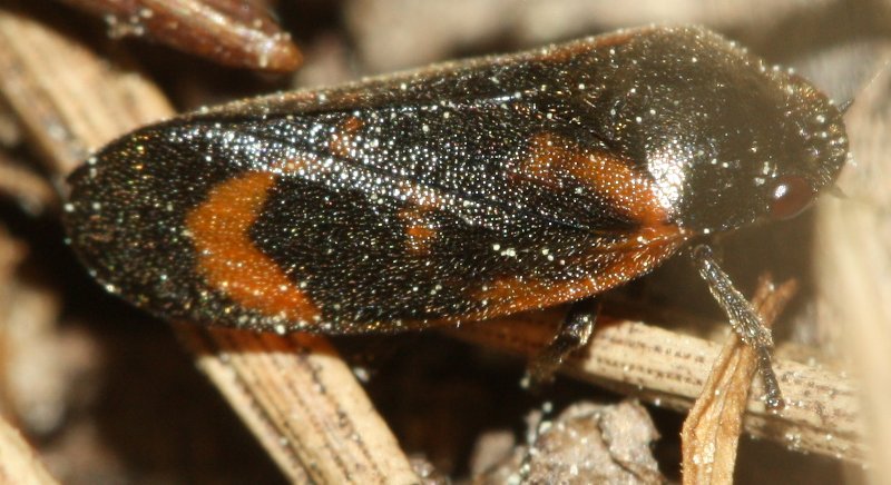 cercopis%20sp.jpg
