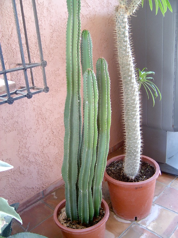 Cereus%20%20peruvianus%20monstruosa.jpg