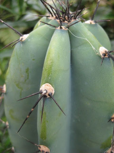 Cereus%20azureus%20%282%29.JPG