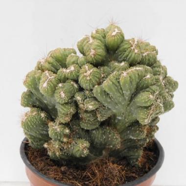 CEREUS%20PERUVIANUS%20CRISTATA%20(Copiar).JPG