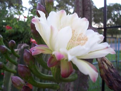 cereus%20peruvianus.JPG