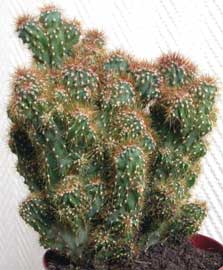 cereus-jamacaru-monstruosa.jpg