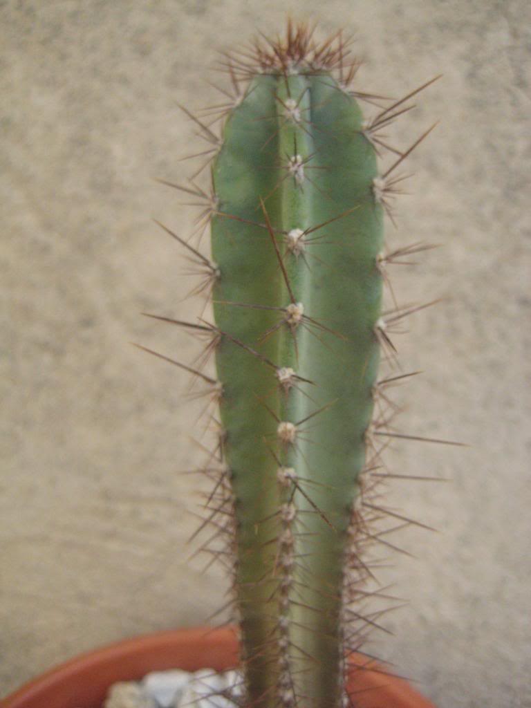 Cereus.jpg