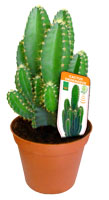 cereus.jpg