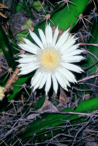 cereus.jpg