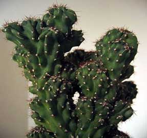 cereus-peruvianus-monstruos.jpg