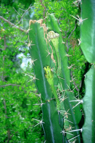 cereus1.jpg
