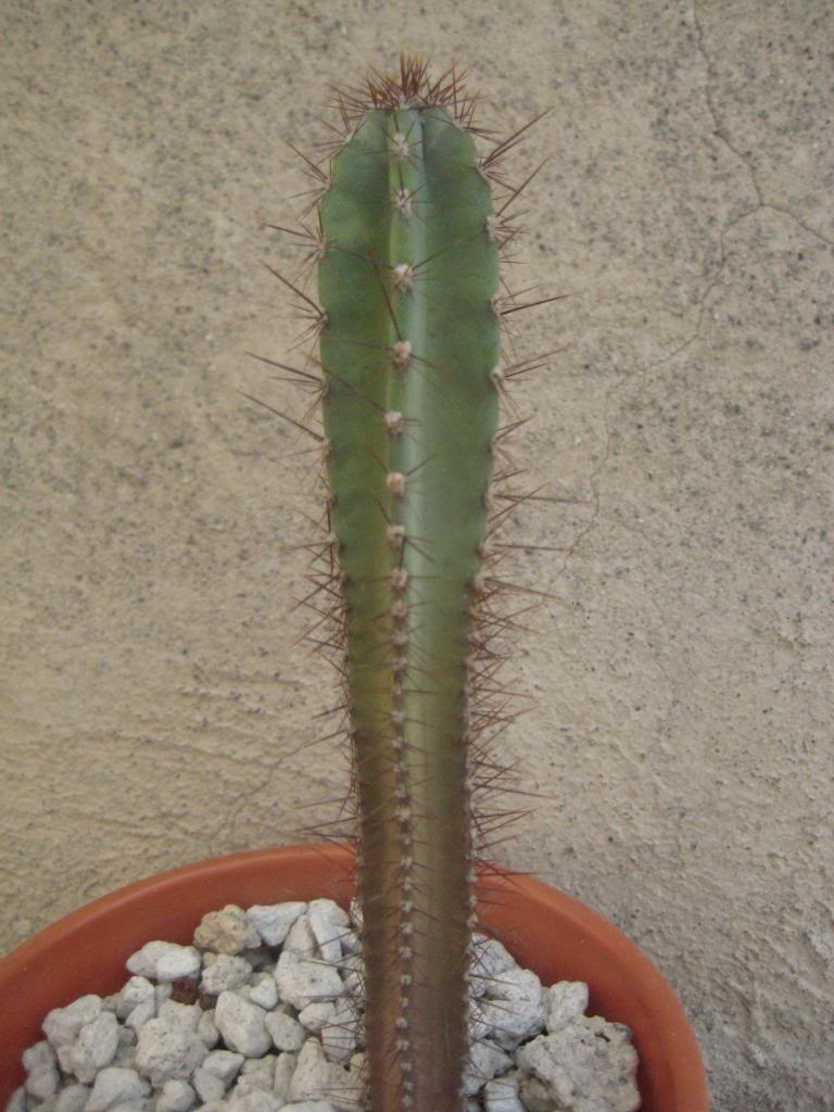Cereus2.jpg