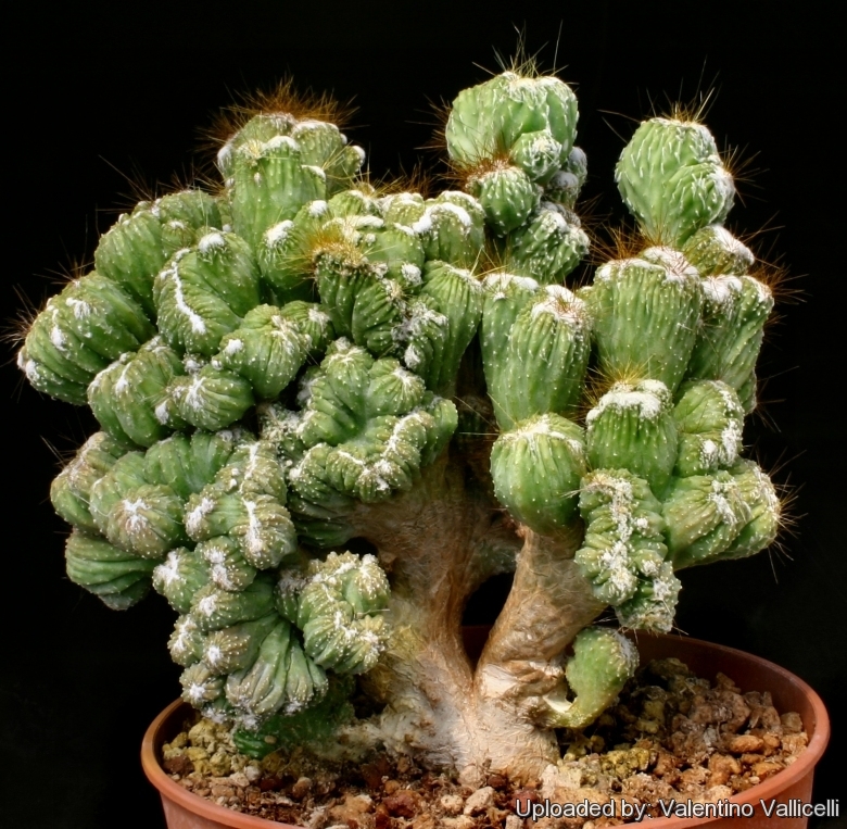 Cereus_cv._Wild_Crest_14935_l.jpg