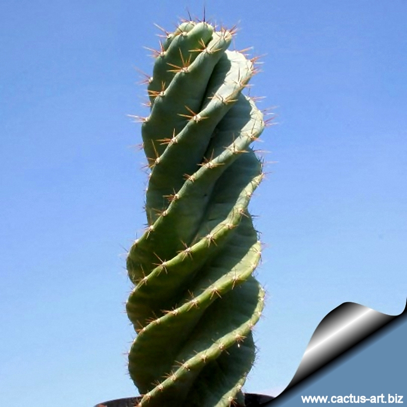 Cereus_forbesi_cv_spiralis_810.jpg