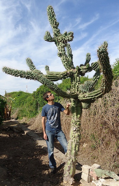 cereus_hildmannianus.jpg