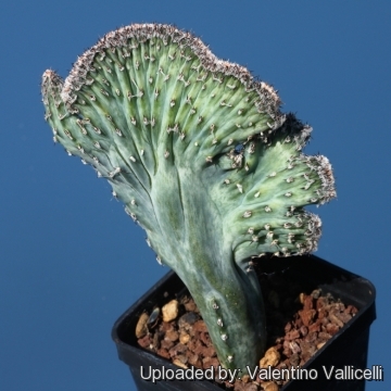 Cereus_spegazzinii_f._cristatus_16509_m.jpg