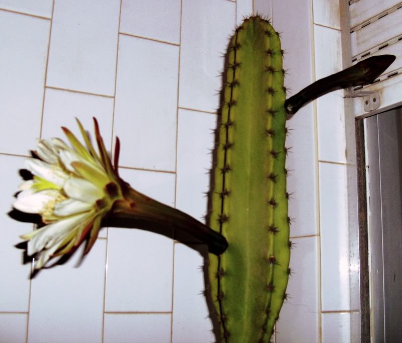 Cereusperuvianus1flrA.jpg