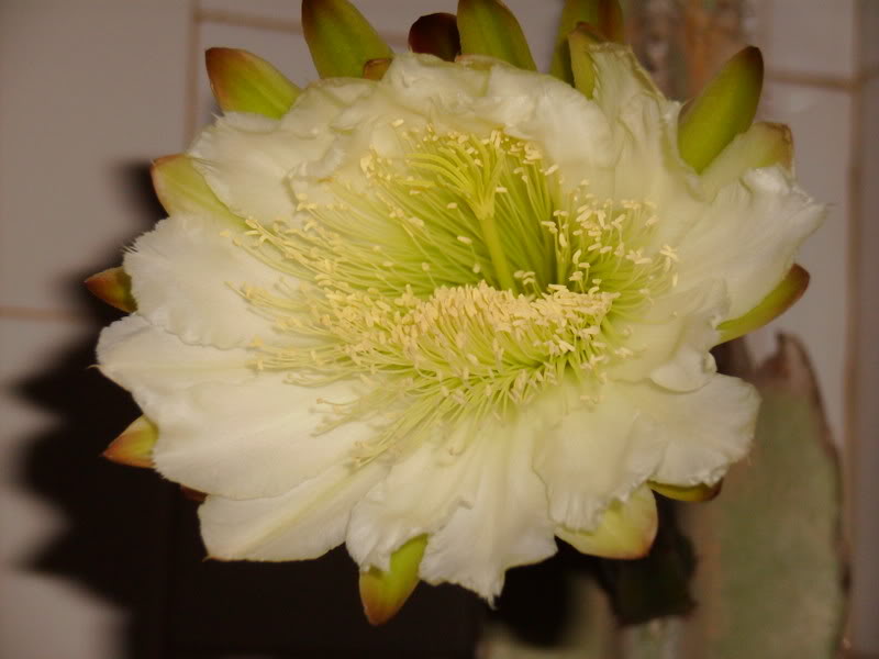 Cereusperuvianus1flrC3.jpg