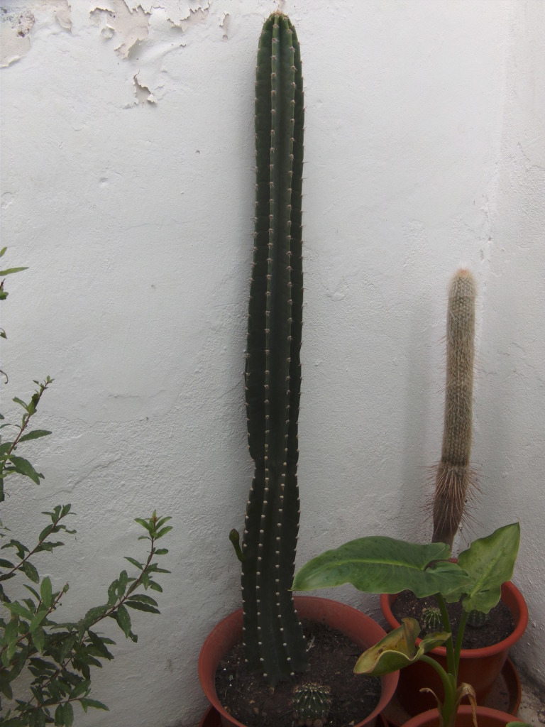 Cereusperuvianuscrecimiento.jpg