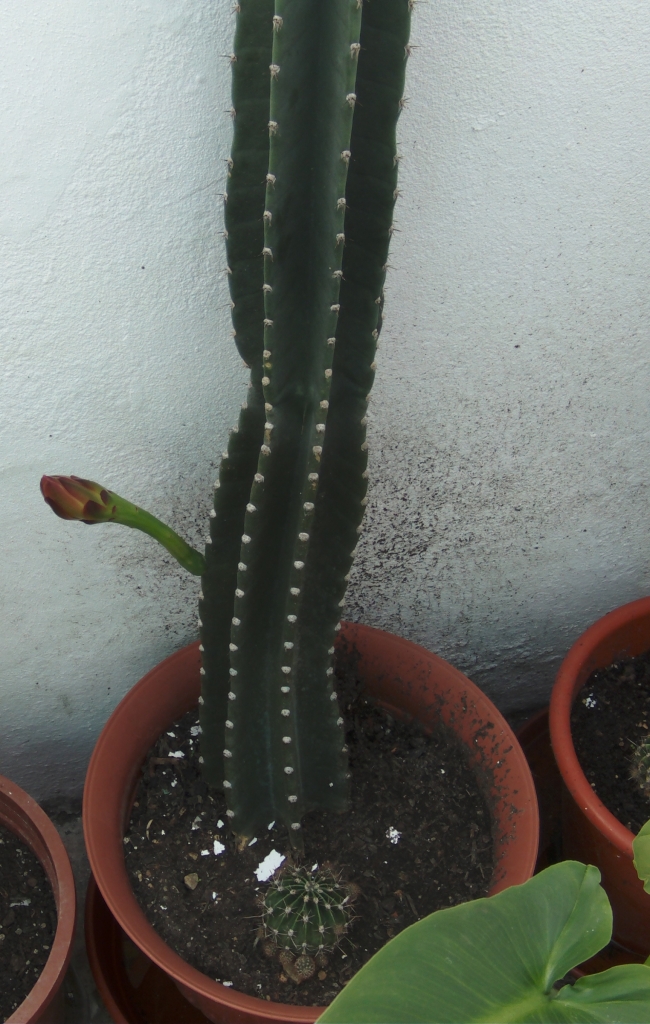 Cereusperuvianusmuesca.jpg