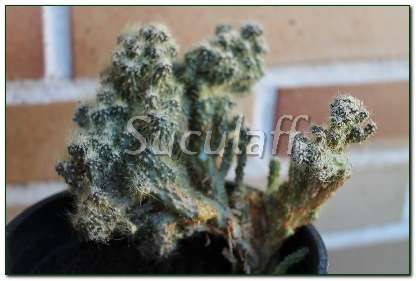 Cereusspmounstroso1_zps0e8fbf74.jpg