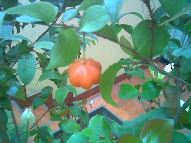 Cereza%20rara%20004.JPG