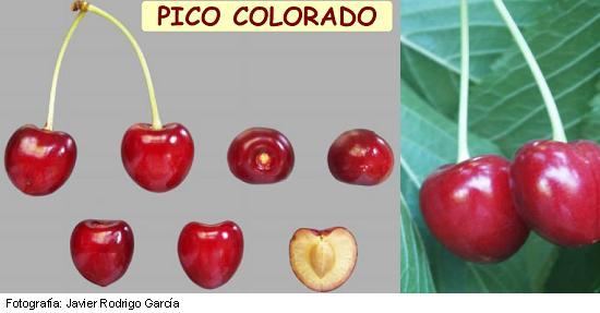 cereza-pico-colorado.jpg