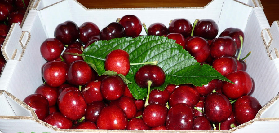 Cerezas.JPG