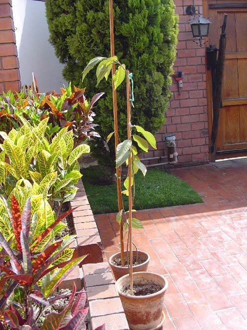 Cerezo%20Japones%20%28Prunus%20Serrulata%29%201.jpg