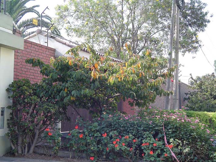 Cerezo%20Japones%20%28Prunus%20Serrulata%29.jpg