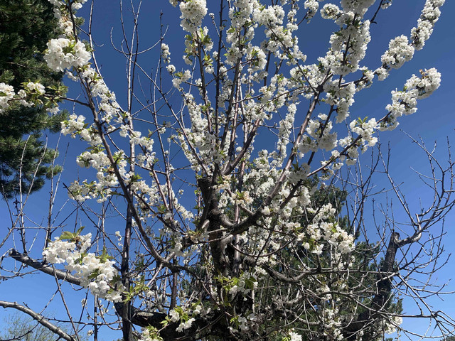 cerezo-flor02.jpg