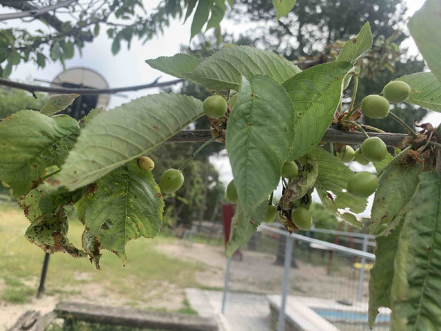 cerezo-fruto01.jpg