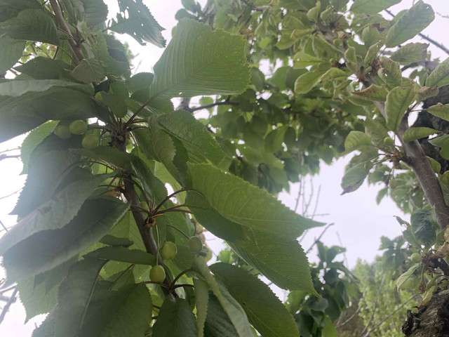 cerezo-fruto02.jpg