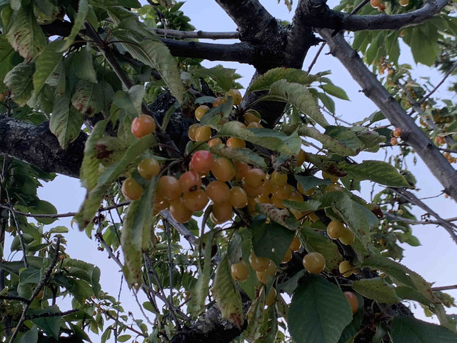 cerezo-fruto03.jpg