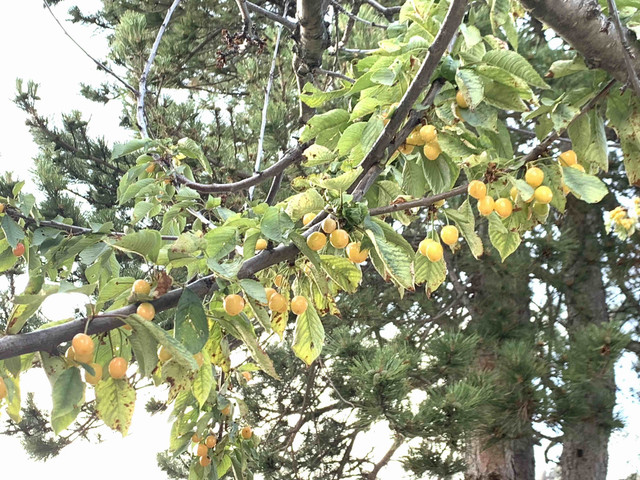 cerezo-fruto04.jpg