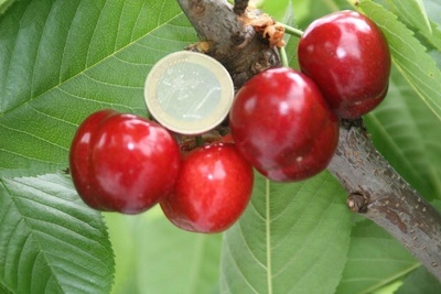 cerezotamano.jpg