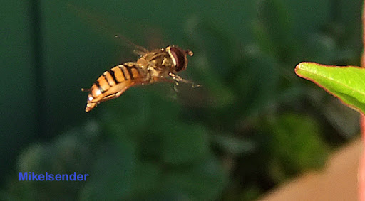 cernidora02.jpg
