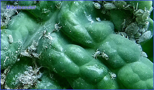 cernidora12.jpg