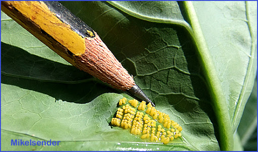 cernidora13.jpg