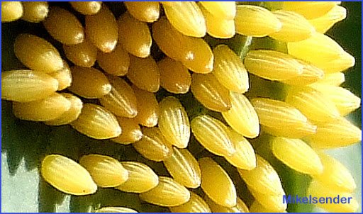 cernidora17.jpg