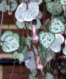 Ceropegia%2520woodii%2520-%2520Chain%2520of%2520Hearts%25202.jpg