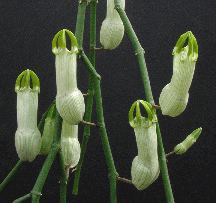 CEROPEGIA-AMPHILATUM162.gif